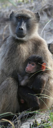 Bärenpavian (Papio ursinus) - Mutter mit Kleinkind