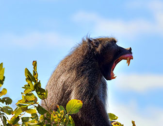 Bärenpavian (Papio ursinus)