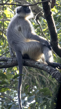 Schwarzfüßiger Hanuman-Langur (Semnopithecus hypoleucos)