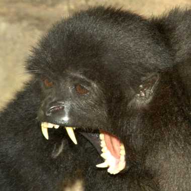 Mentawai-Gibbon (Hylobates klossii) - biologie-seite.de