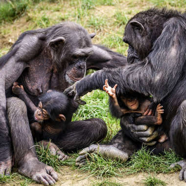 Zwei Schimpansinnen mit Nachwuchs