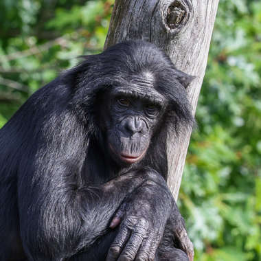 Bonobo (Pan paniscus) - biologie-seite.de