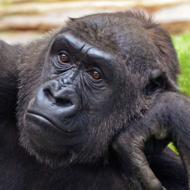 Gesicht des Westlichen Gorillas