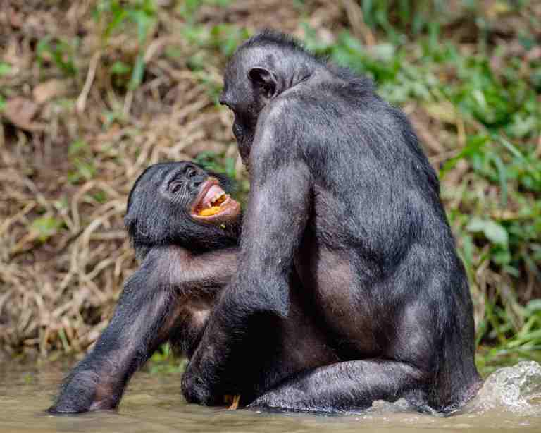 Bonobos beim Sex