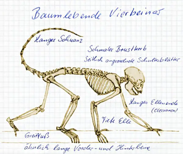 Skelett eines baumlebenden vierbeinigen Primaten