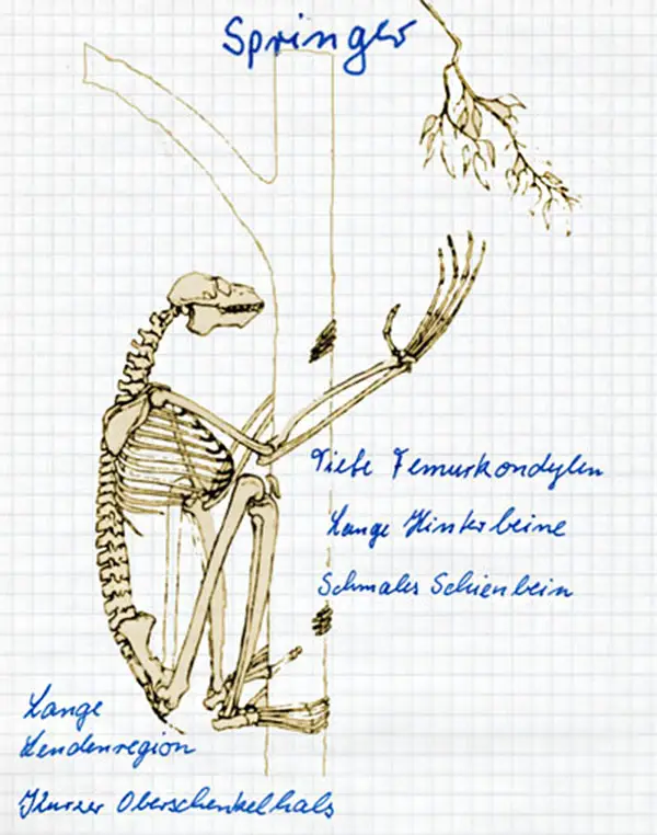 Skelett eines Primaten mit springender Fortbewegungsweise