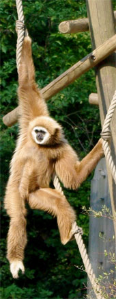 Gibbons (Hylobates) sind die bekanntesten Schwinghangler unter den Primaten