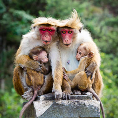 Hilfe bei der Jungenaufzucht bei Primaten