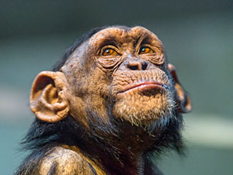 Schimpanse, Portrait von Tambako the Jaguar / Flickr
