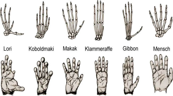 Hände verschiedener Primaten