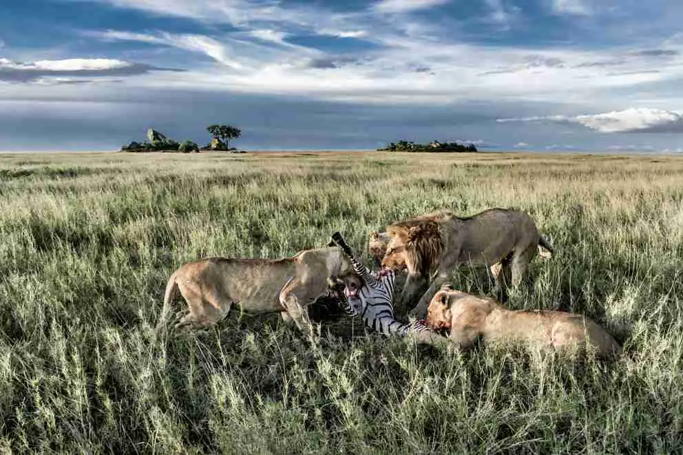 Löwen fressen ein Zebra