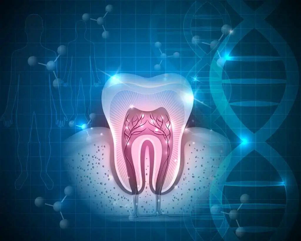 Genetik und Zahn